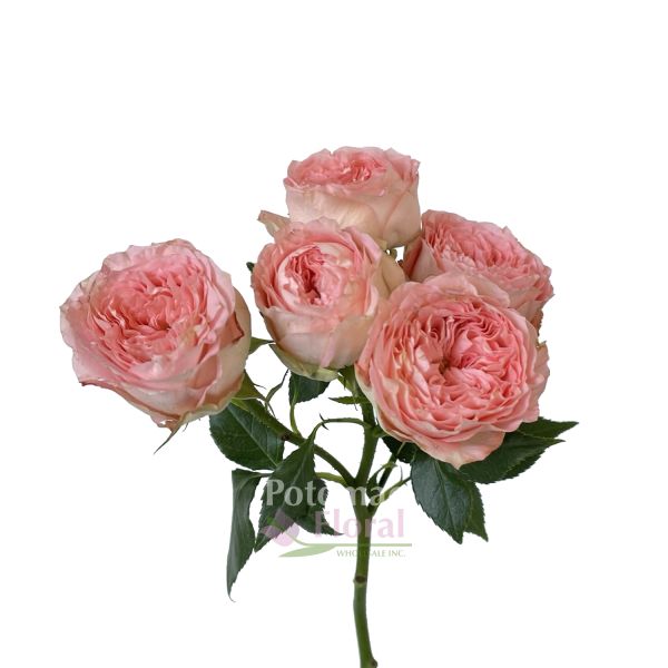 Garden Spray Rose, Isabella - Pink - Potomac Floral Wholesale